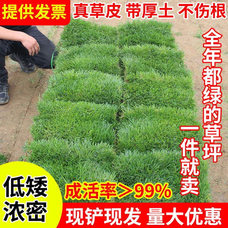 格林草坪草坪田园四季常青草皮图片