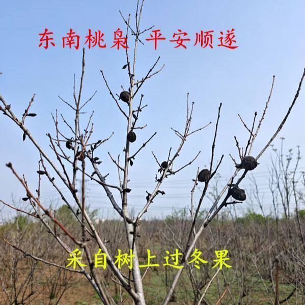 野生桃枭毛桃真正的桃枭原皮正宗毛桃核东南枝树上摘果恋枝桃桃奴