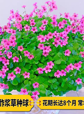 紫叶酢浆草种球花卉幸运草炸酱草室内紫色三叶草阳台盆栽每年开花