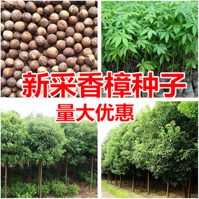 新采香樟种子大叶香樟小叶树苗工程绿化四季常青桂花凤凰木樟树籽