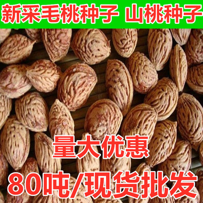 新采毛桃种子 毛桃树 毛桃核 大桃 桃子桃核 桃树核 桃树种子