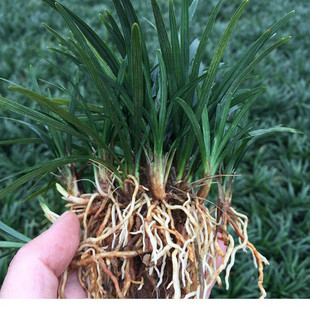 成品日本矮麦冬苗玉龙草苗金边麦冬草耐寒耐阴四季常绿庭院草坪籽