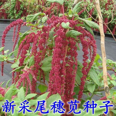 新采尾穗苋种子观赏花卉老枪谷 仙人谷家居千穗谷种子彩色盆栽种