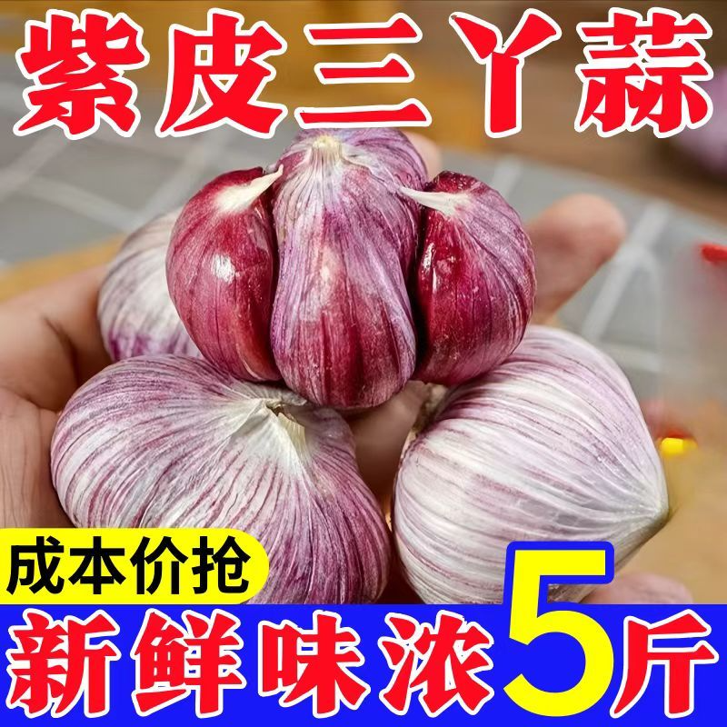 云南紫皮大蒜三丫蒜大果新蒜