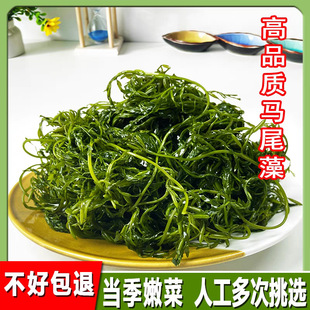 鞭炮笋海笋长寿菜凉拌菜海草藻菜火锅食材新鲜盐渍马尾藻羊栖菜