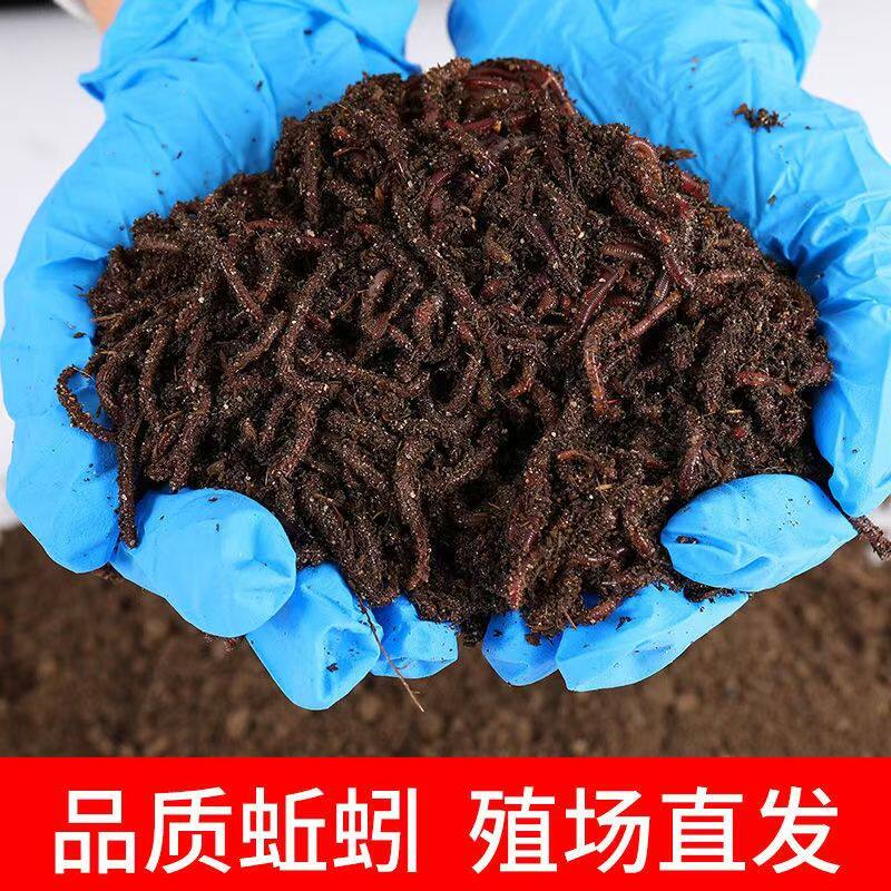 鲜活红蚯蚓大中小号红虫盒装散装图片