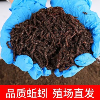 鲜活红蚯蚓大中小号红虫盒装散装