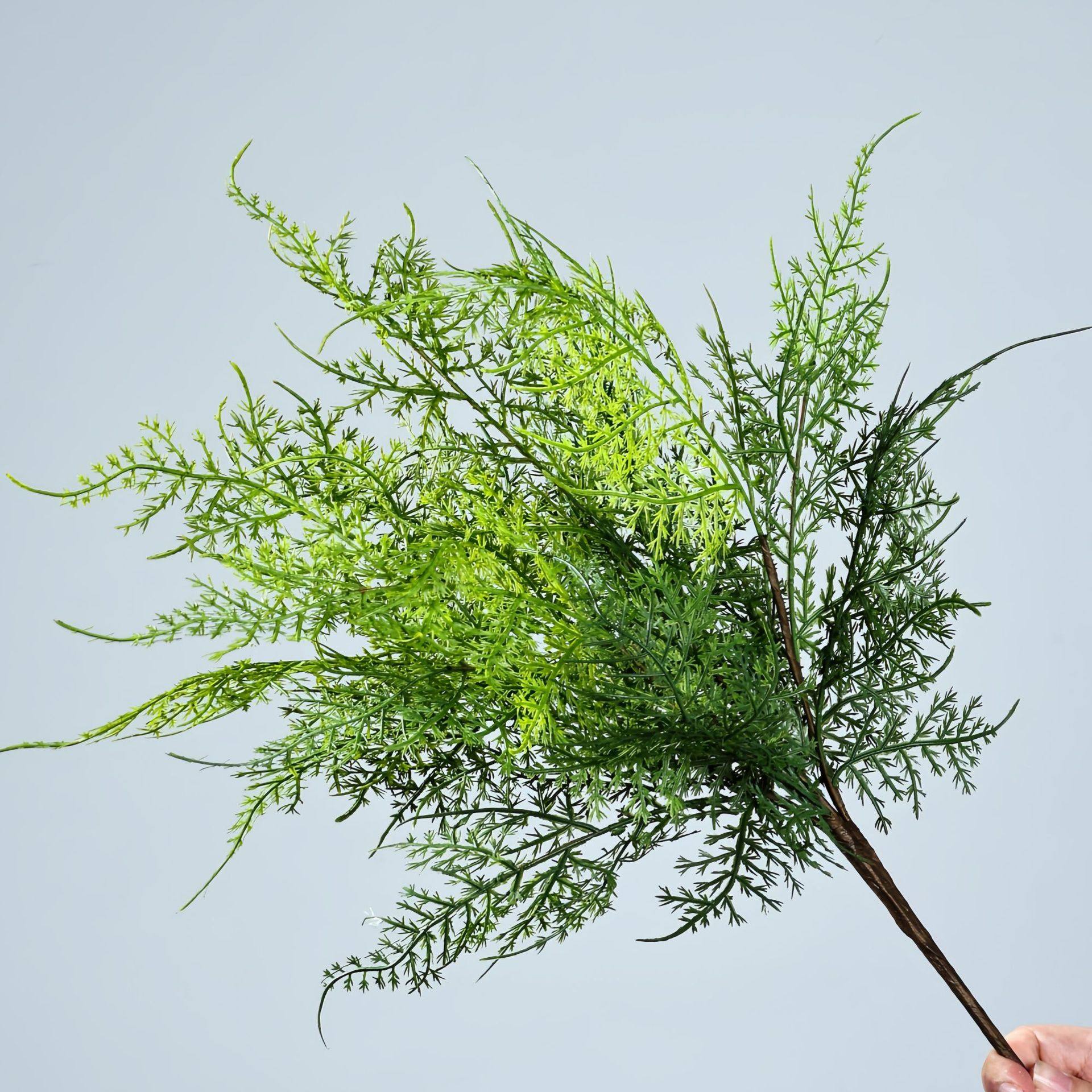 文竹草云竹草仿真绿植软装造景软胶家居装饰摄影道具盆栽摆件植物,鲜花速递/花卉仿真/绿植园艺,仿真绿植,淘宝优惠券,粉丝福利购,淘宝优惠卷