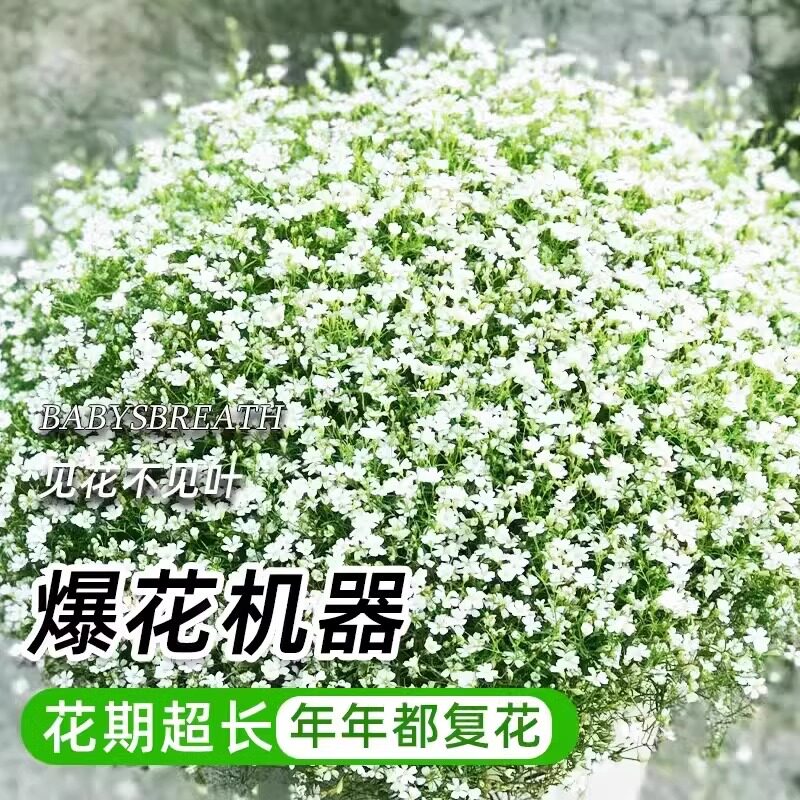 满天星花种子四季播种开花春秋易活桌面盆栽花卉室内花籽花种籽孑图片