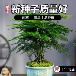 文竹种子四季播种多年生懒人耐阴阳台室内外盆栽云竹云片松花种籽