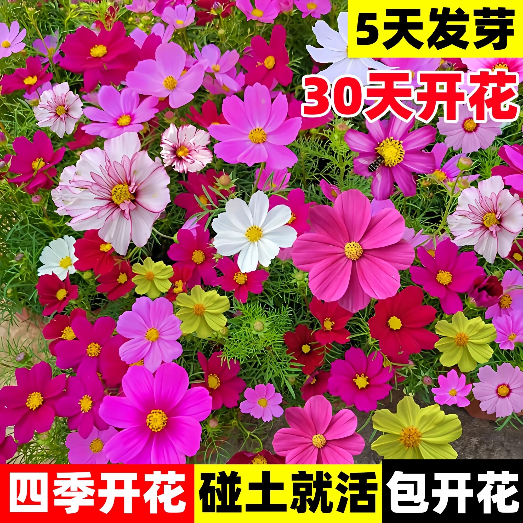 七彩格桑花花种籽波斯菊花籽四季播种春秋耐旱野花组合花种子种孑