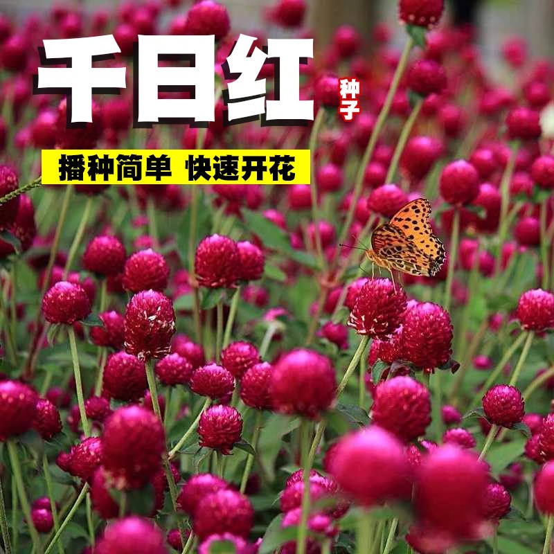 千日红种子百日红丛生火球花宿根阳台盆栽四季园林绿化千日紫花籽
