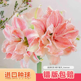 阿弗雷朱顶红进口重瓣种球阳台盆栽花卉籽室内四季耐寒多年生绿植