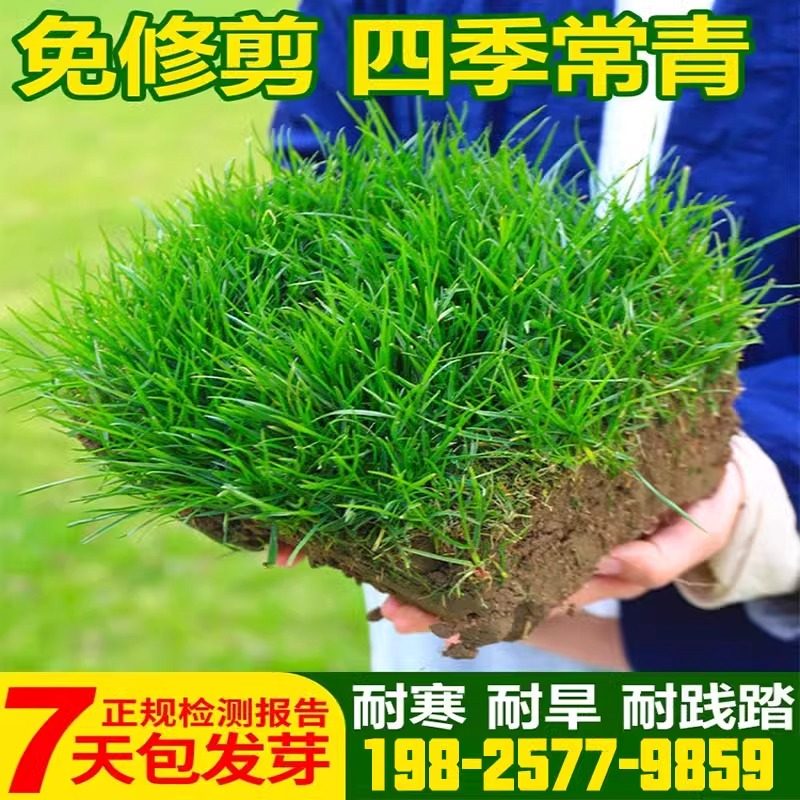 草坪草籽护坡狗牙根马尼拉四季常青庭院地毯草皮绿化黑麦草种子孑,鲜花速递/花卉仿真/绿植园艺,家庭园艺种子,淘宝优惠券,粉丝福利购,淘宝优惠卷