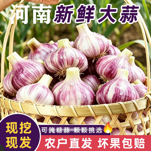 2026新鲜大蒜精品正宗紫白皮大蒜