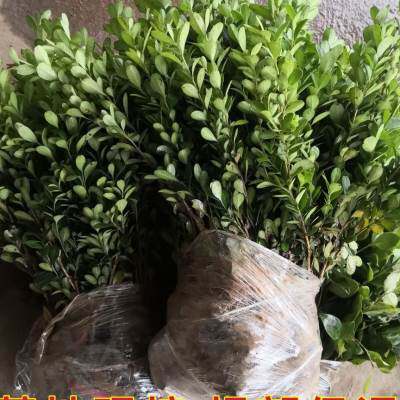 小叶黄杨苗瓜子黄杨豆瓣叶四季常青盆景室外庭院篱笆围墙绿化植物