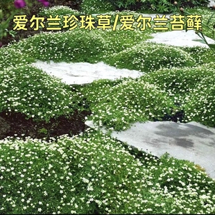 爱尔兰珍珠草四季常绿地被草坪爱尔兰苔藓宿根耐寒耐寒开花多年生