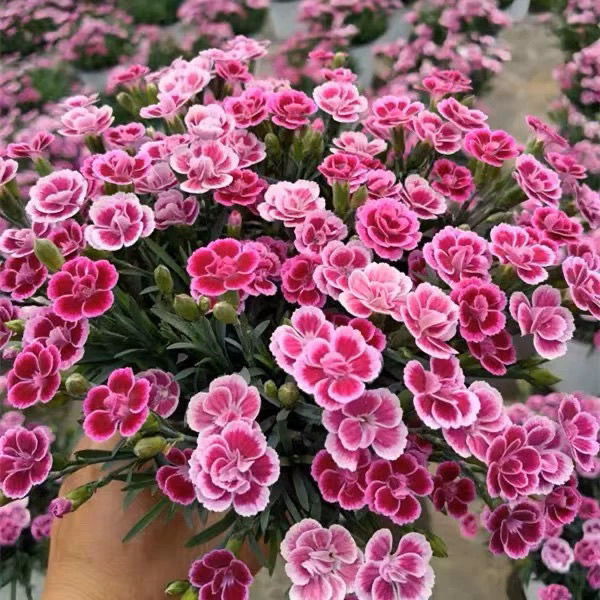 欧石竹初吻庭院常绿开花耐寒耐旱