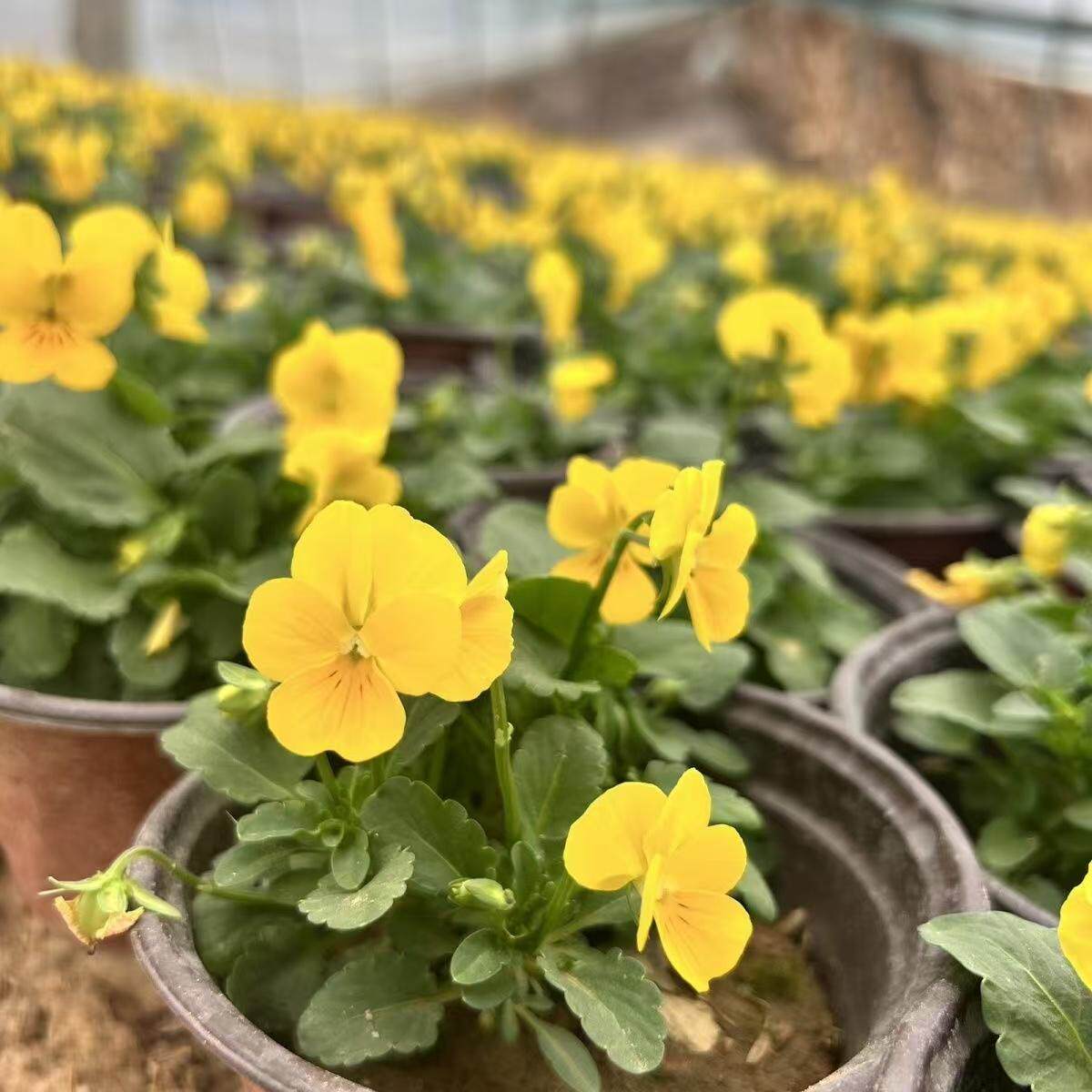 角瑾花苗冬季耐寒庭院绿植蝴蝶