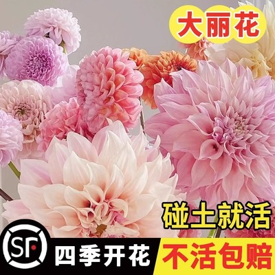 重瓣大丽花种子四季开花不断庭院阳台盆栽小丽花大丽菊易活花种籽