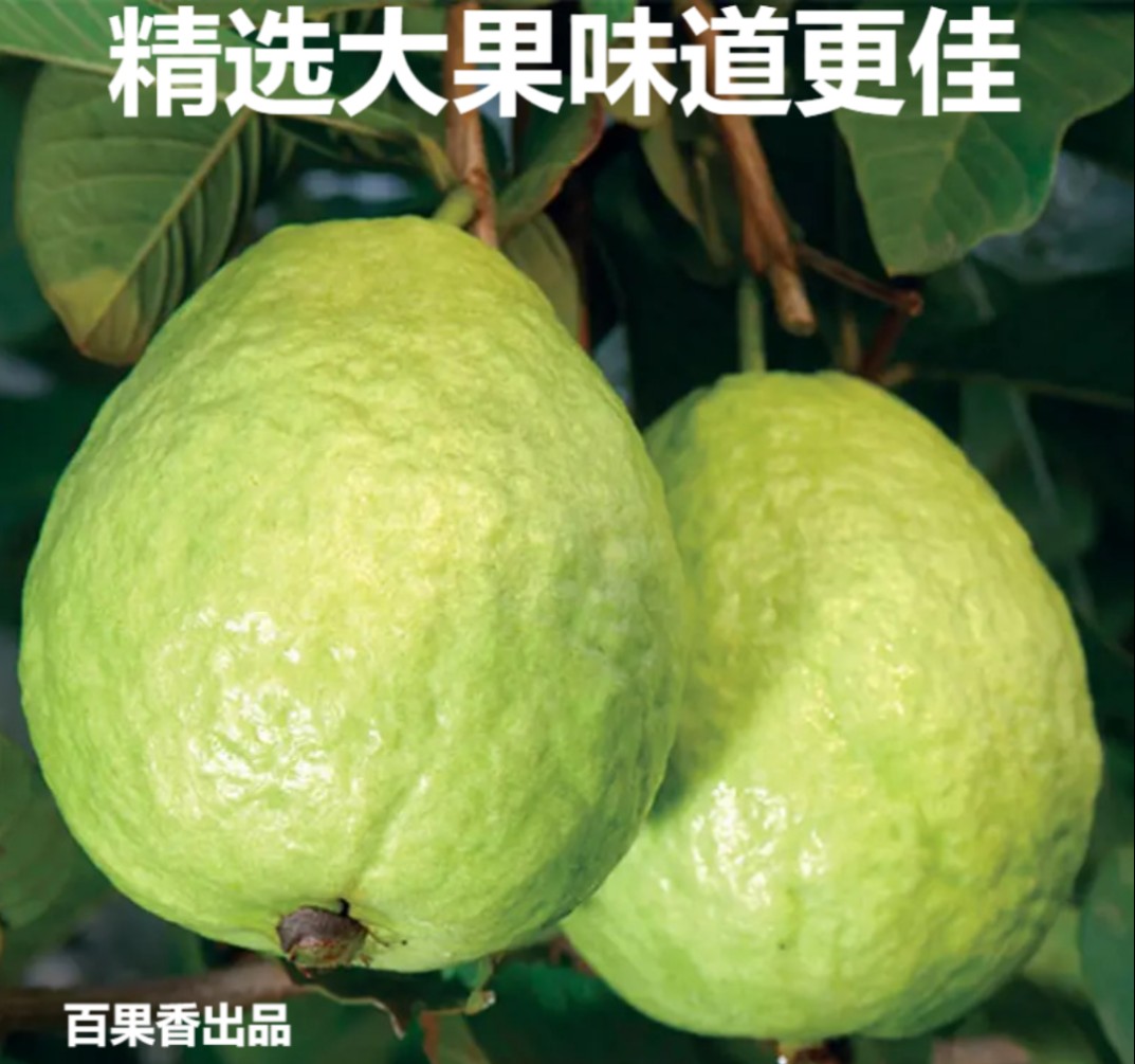 番石榴白心芭乐水果新鲜包邮