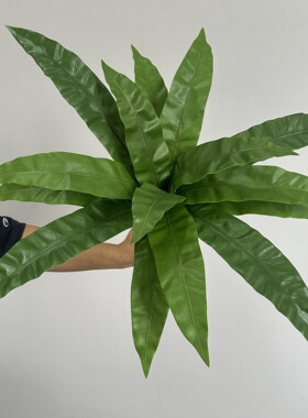 蕨类造景植物仿真鸟巢蕨肾蕨蕨草手感软胶空间装饰植物墙地插道具