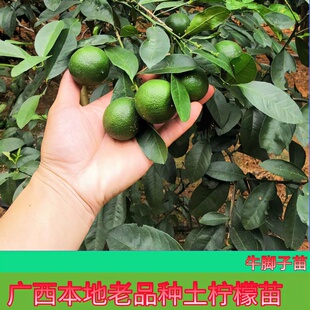正品土柠檬树苗牛脚子苗野生广西本地薄皮柠檬厨房大料泡制咸柠檬
