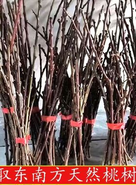 天然桃木东南枝桃树枝装饰摆件简约现代30cm一捆30枝