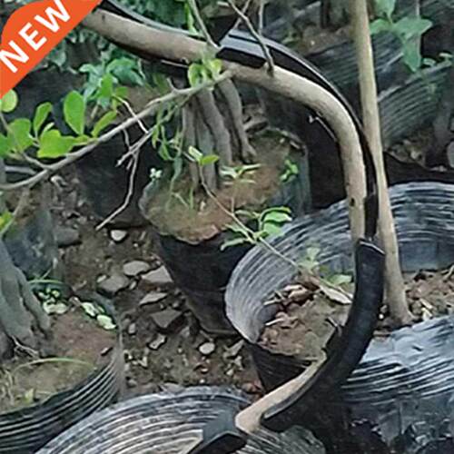 10x Fruit trees twisting branches new bonsai with curved to