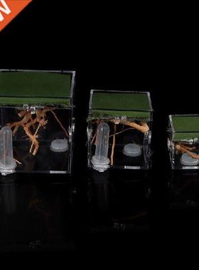 Black Widow Spider Small Insect Terrarium Transparent