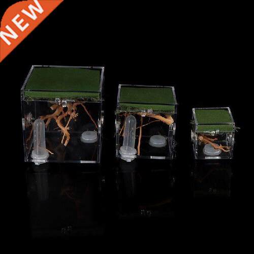 Black Widow Spider Small Insect Terrarium Transparent