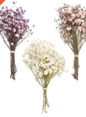 Mini Colorful Natural Real Flower Babysbreath Natural Fresh
