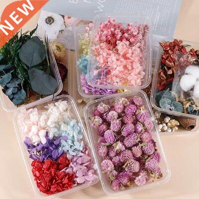 1 Box eal Dy Flowe Died lants Natual Coloful DIY