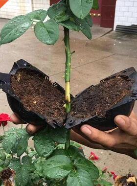 1 pcs Plant Rooting Ball Grafting Rooting Growing Box Breedi