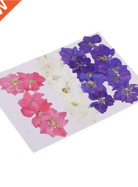 10X Real Dry Press Flower Natural Pressed Dried Flowers for