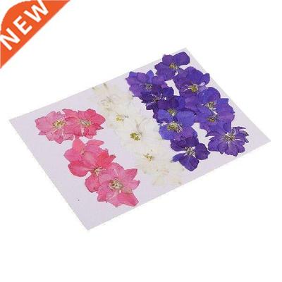 10X Real Dry Press Flower Natural Pressed Dried Flowers for