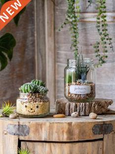 Desktop Mini Pot Plant Simulation Fleshy Green Plant Cactus