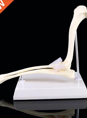 Dog Canine Elbow Joint Model Veterinary Teaching Research An