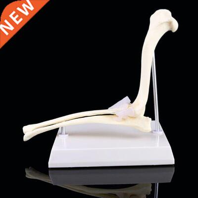 Dog Canine Elbow Joint Model Veterinary Teaching Research An