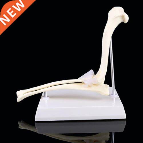 Dog Canine Elbow Joint Model Veterinary Teaching Research An