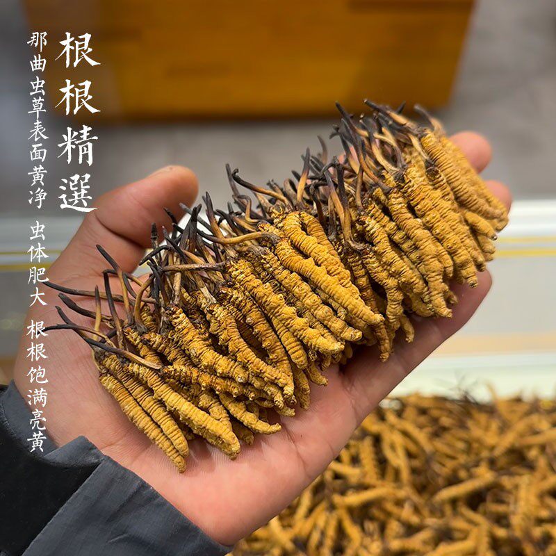 冬虫夏草西藏那曲野生虫草干货多规格无断草高海拔头期干虫草批发