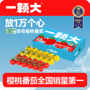 串番茄串收樱桃水果小西红柿新鲜自然熟老味道大串装 一颗大