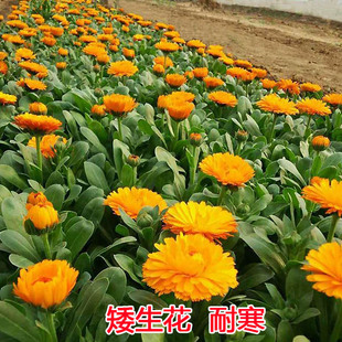 秋冬种多年生室外花种子易种耐寒金盏菊四季易活花籽庭院耐旱花草