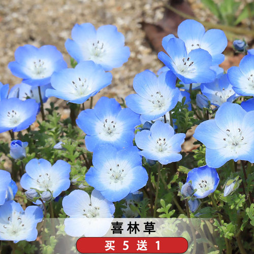 喜林草种籽蓝色粉蝶花子婴儿的