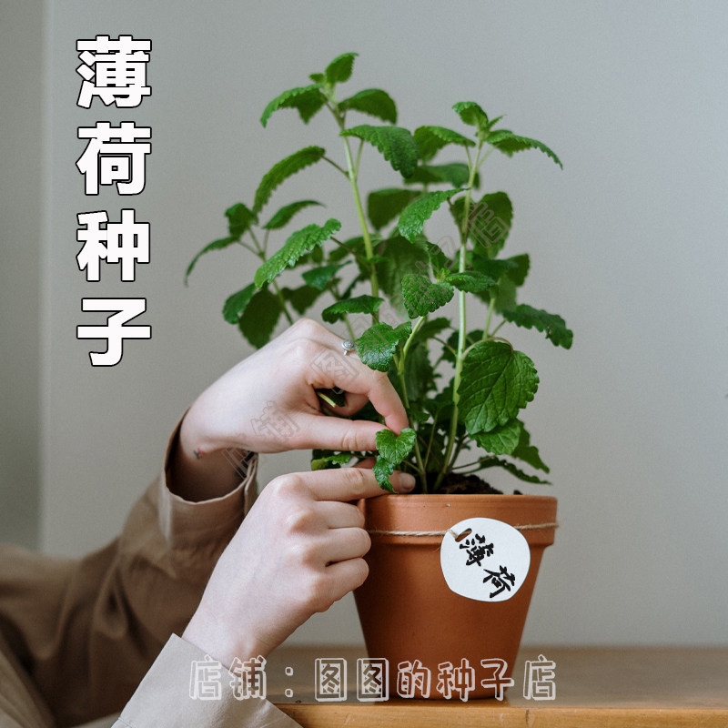 可食用薄荷种籽子薄荷种子留兰香猫薄荷种孑盆栽室内外阳台香草籽