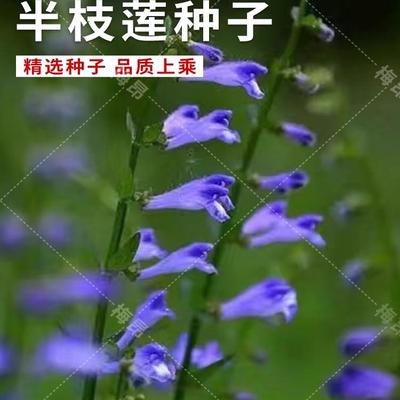半枝莲种子百白花蛇舌草种子野生药材种子包邮四季种植春秋易活