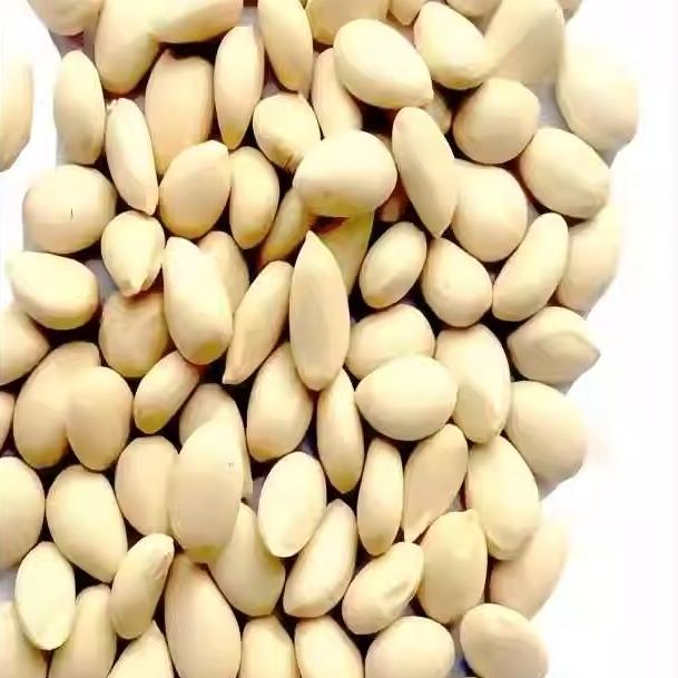 新采枸橘种子枳壳种子香橙红橘种子柑橘马甲子嫁接砧木带刺篱笆墙