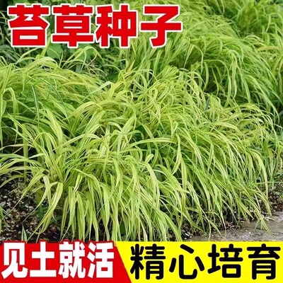 苔草种子常青草种籽庭院易活苗