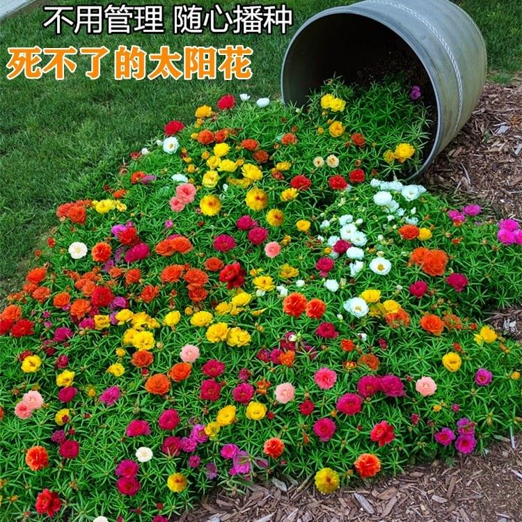 重瓣太阳花花种子花籽四季开花室内花卉易活室外种孑向日葵种籽子