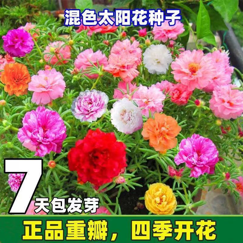 太阳花种子重瓣庭院室外四季种易活开花不断室内阳台盆栽花种籽子